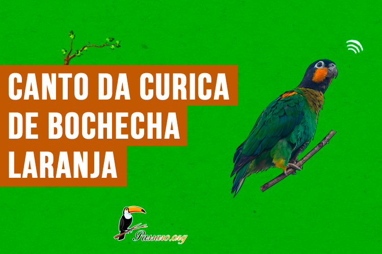 canto da curica-de-bochecha-laranja.