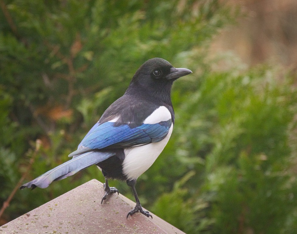 canto da hudson magpie