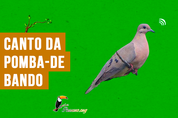 canto da pomba de bando