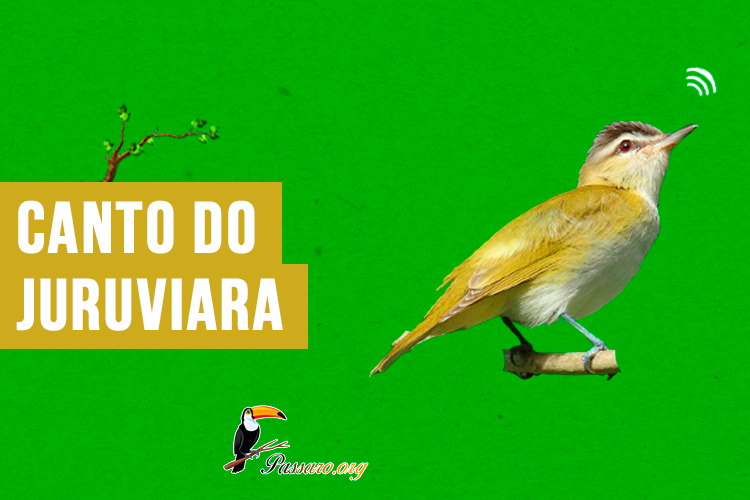 canto do juruviara