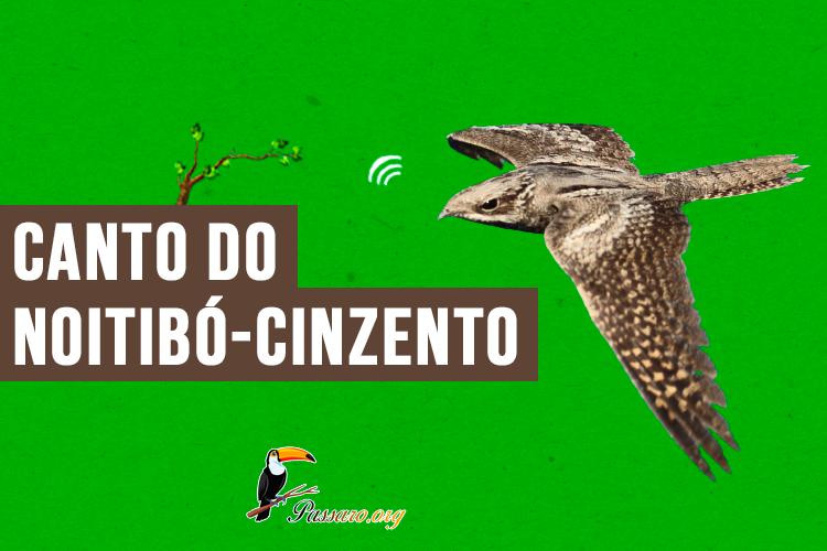 canto do noitibo-cinzento