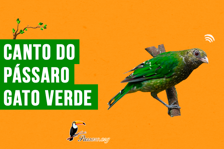 canto do passaro gato verde