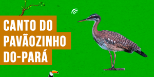 canto do pavaozinho-do-para