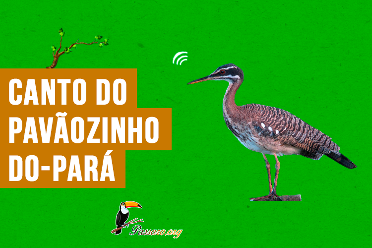 canto do pavaozinho-do-para