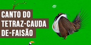 canto do tetraz-cauda-de-faisao