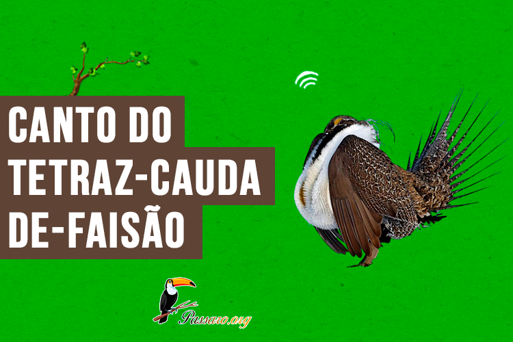 canto do tetraz-cauda-de-faisao