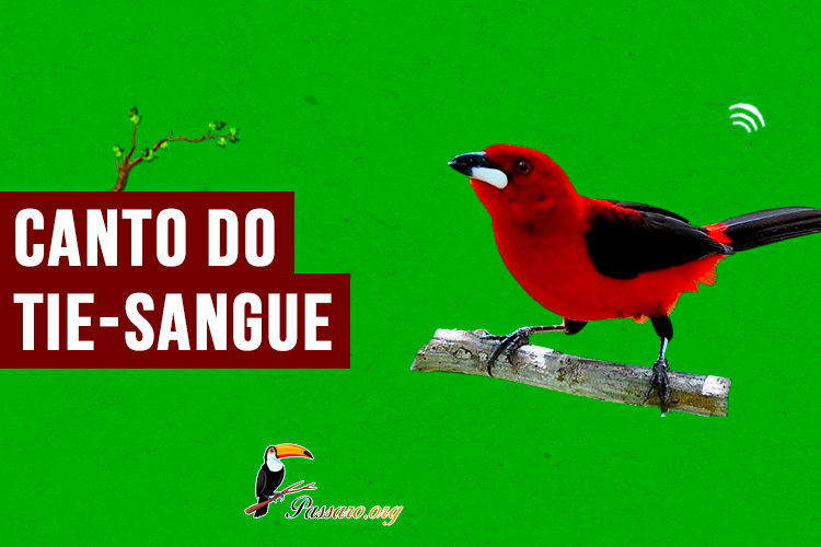 canto do tie-sangue