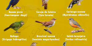 cantos de aves noturnas