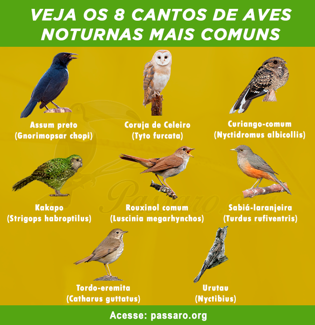 cantos de aves noturnas