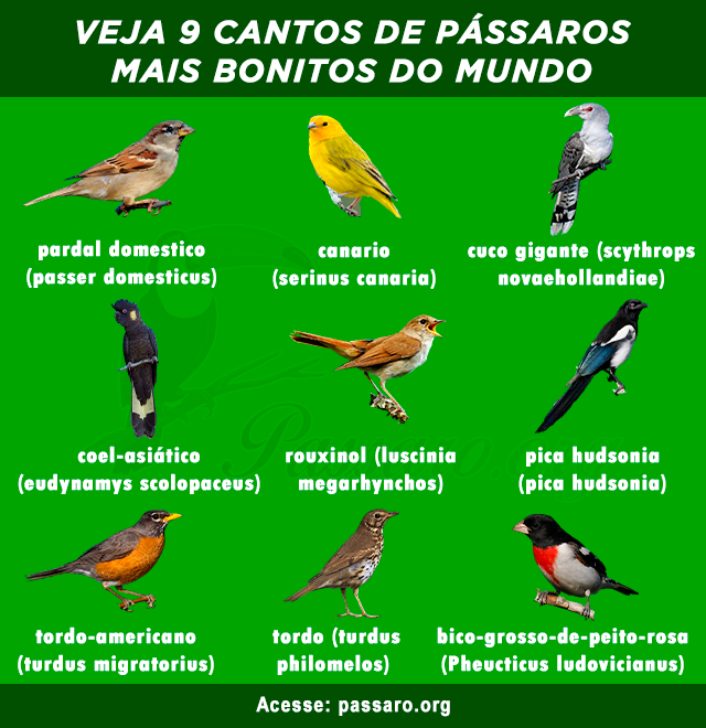 cantos de passaros mais bonito