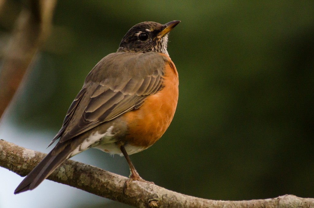 caracterisricas do tordo-americano