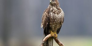 características da aguia-de-asa-redonda