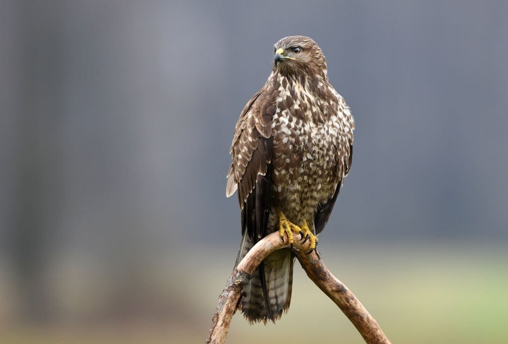 características da aguia-de-asa-redonda