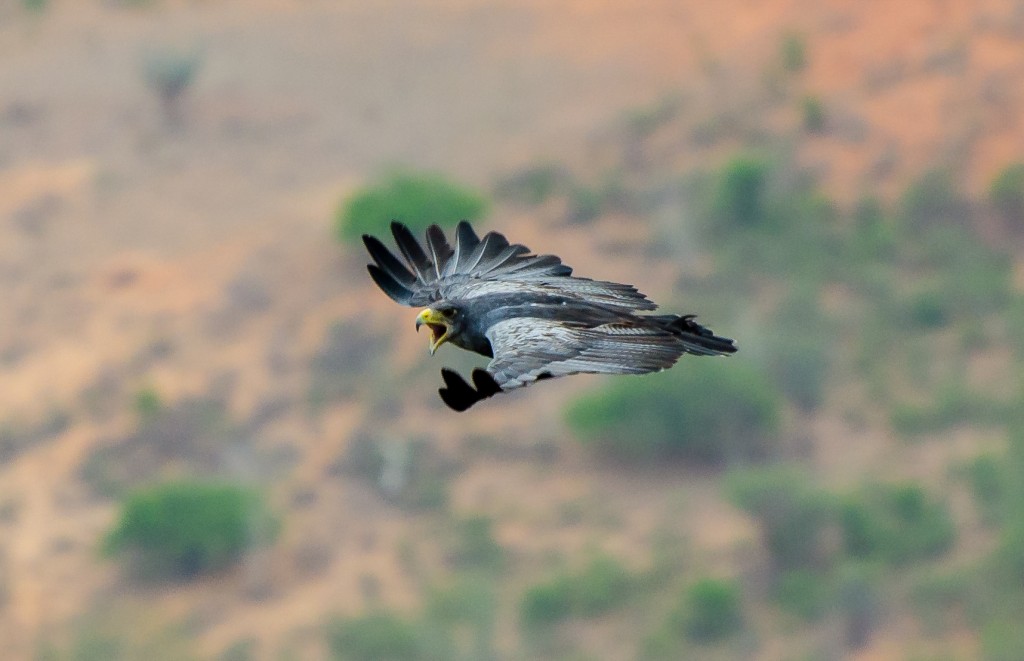 caracteristicas da aguia-serrana