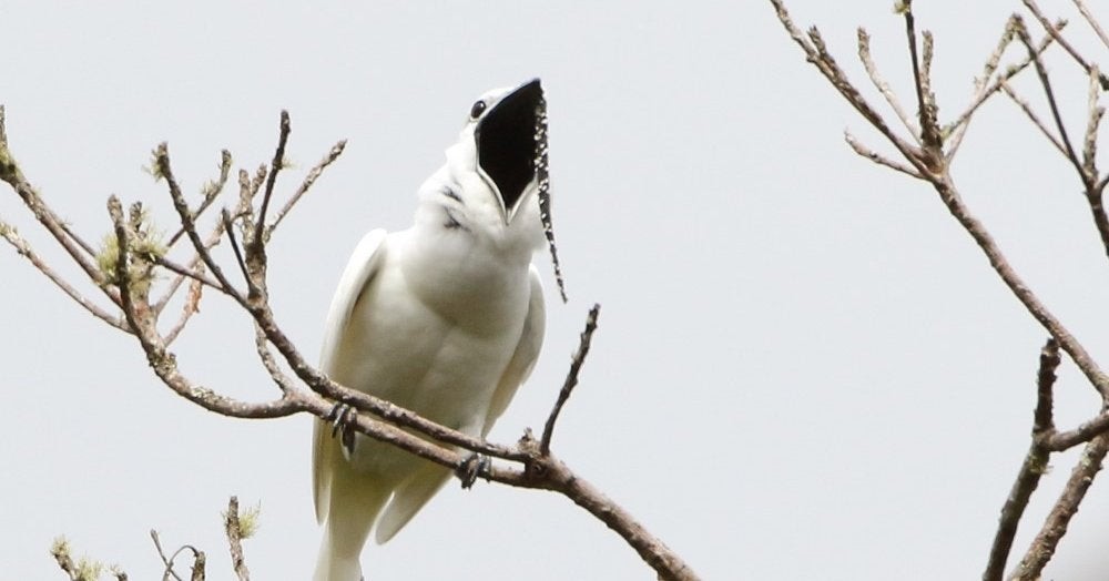 características da araponga-da-amazonia