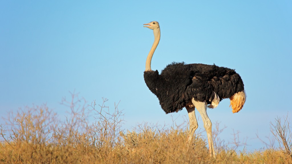 caracteristicas da avestruz da africa do norte