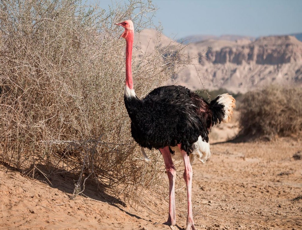 caracteristicas da avestruz da africa oriental
