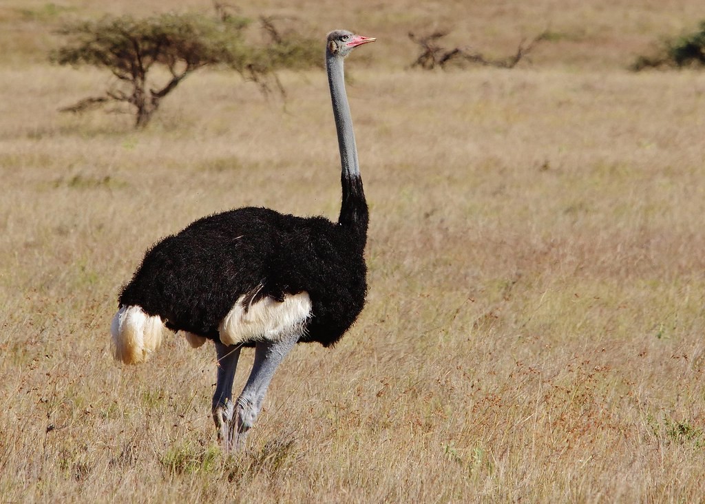 caracteristicas da avestruz-somali 