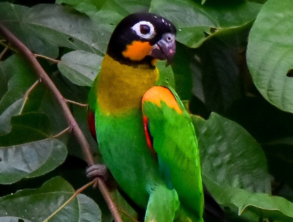 características da curica-de-bochecha-laranja