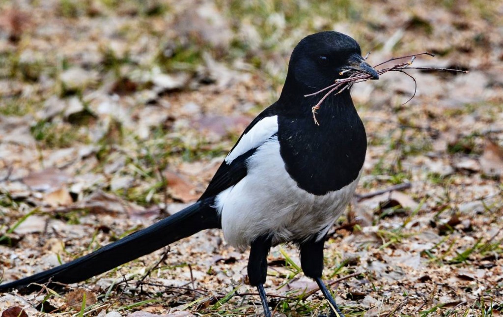 caracteristicas da hudson magpie