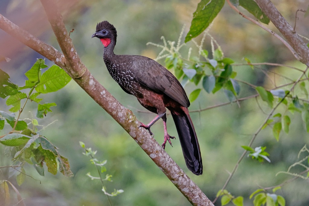 caracteristicas da jacucaca