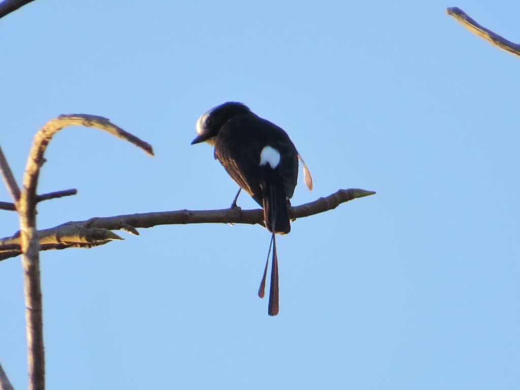 caracteristicas da viuvinha