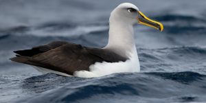 características do albatroz-de-bico-amarelo-do-atlantico