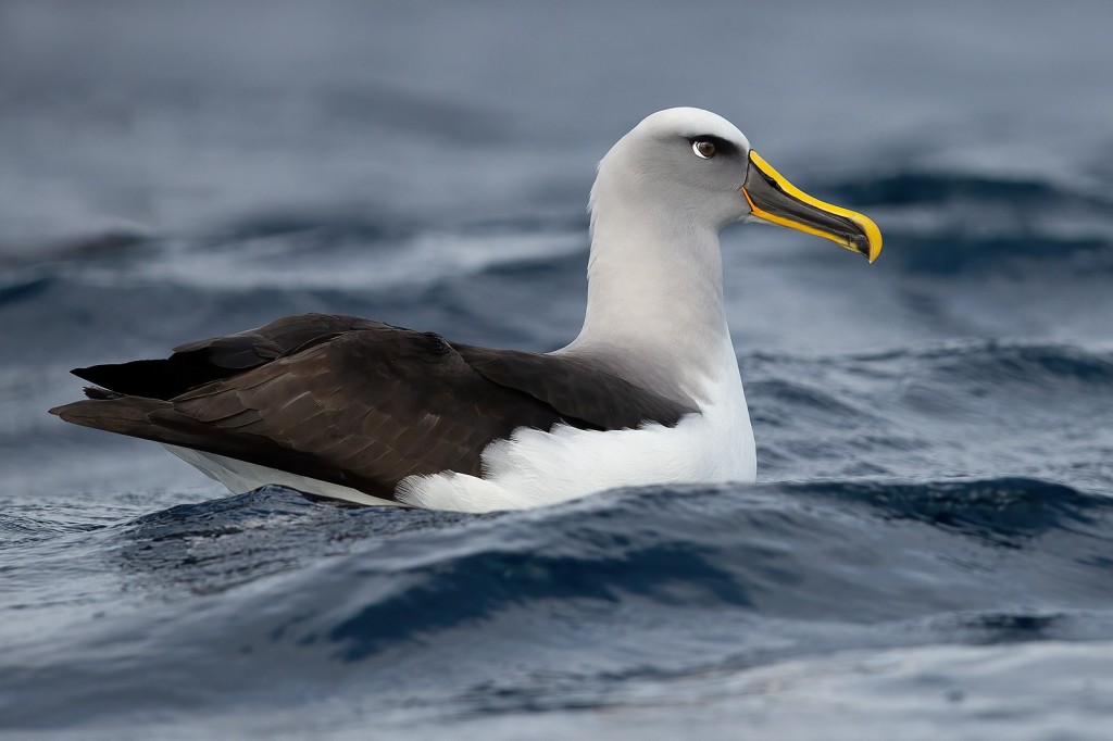 características do albatroz-de-bico-amarelo-do-atlantico