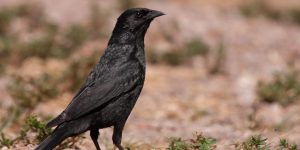 caracteristicas do assum preto