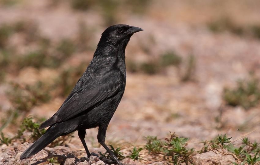 caracteristicas do assum preto