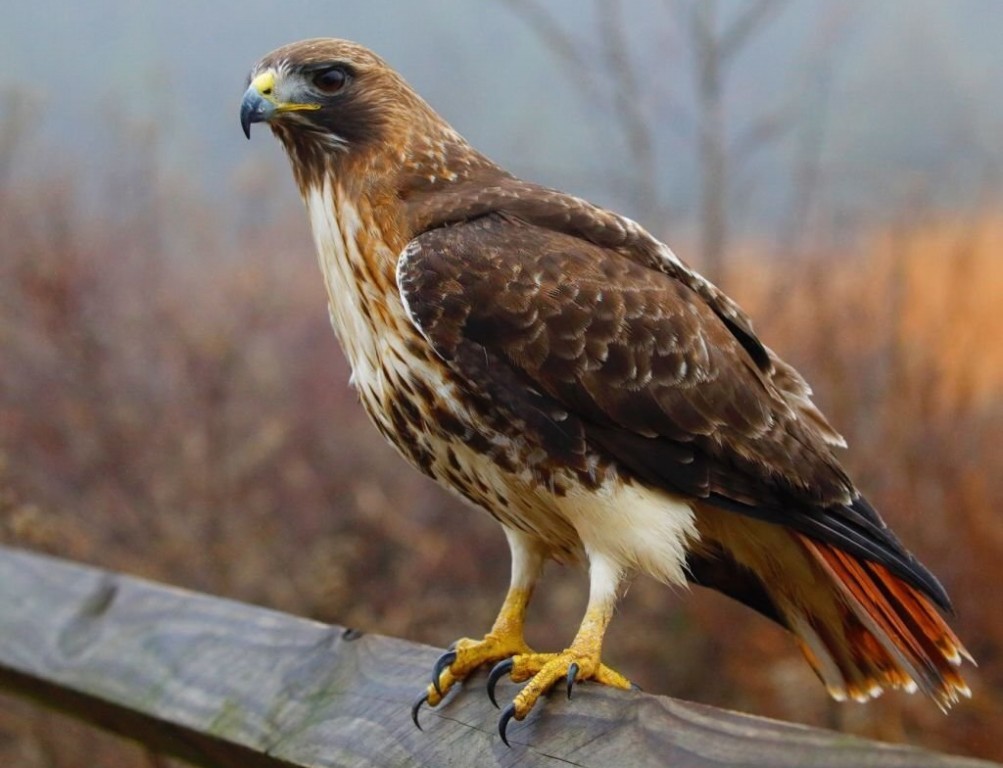 características do buteo-de-cauda-vermelha