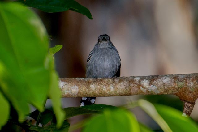 caracteristicas do chororo-pocua