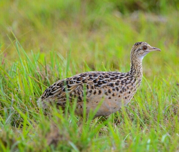 caracteristicas do codorna-do-nordeste