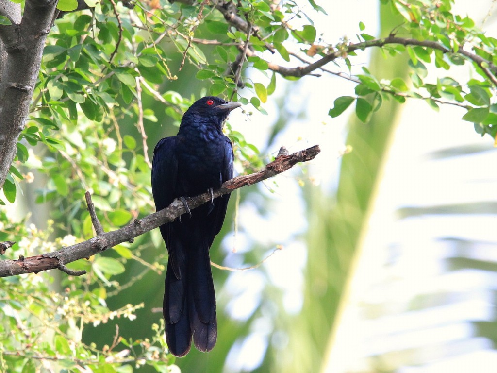 caracteristicas do coel-asiatico