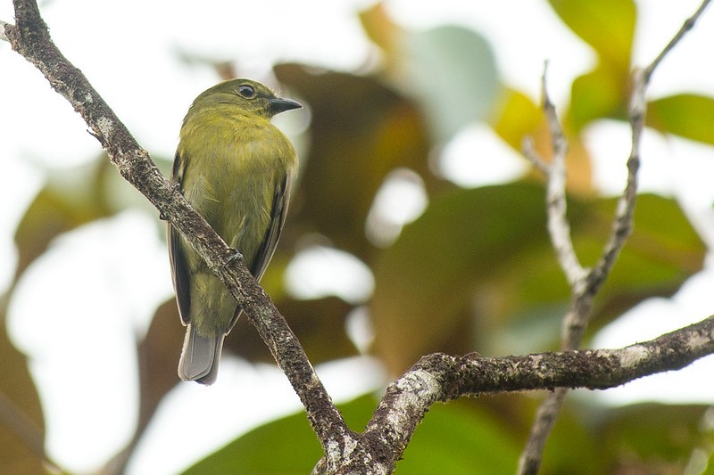 caracteristicas do dancarino-olivaceo