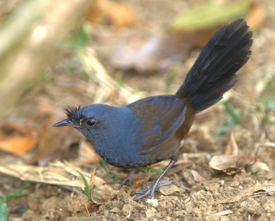 caracteristicas do entufado