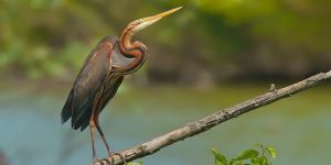 caracteristicas do garca-vermelha