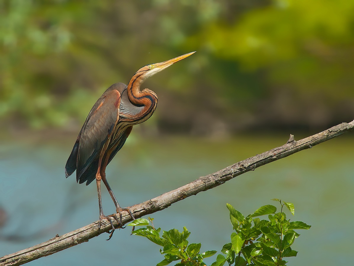 caracteristicas do garca-vermelha