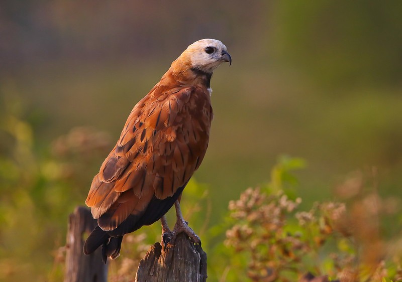 caracteristicas do gaviao-belo