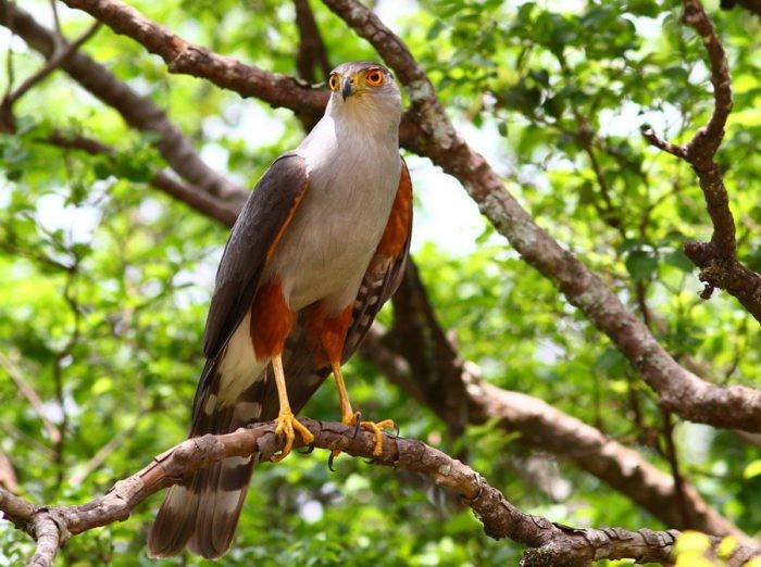 características do gaviao-bombachinha