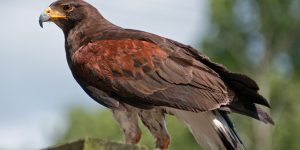 caracteristicas do gaviao-de-asa-telha