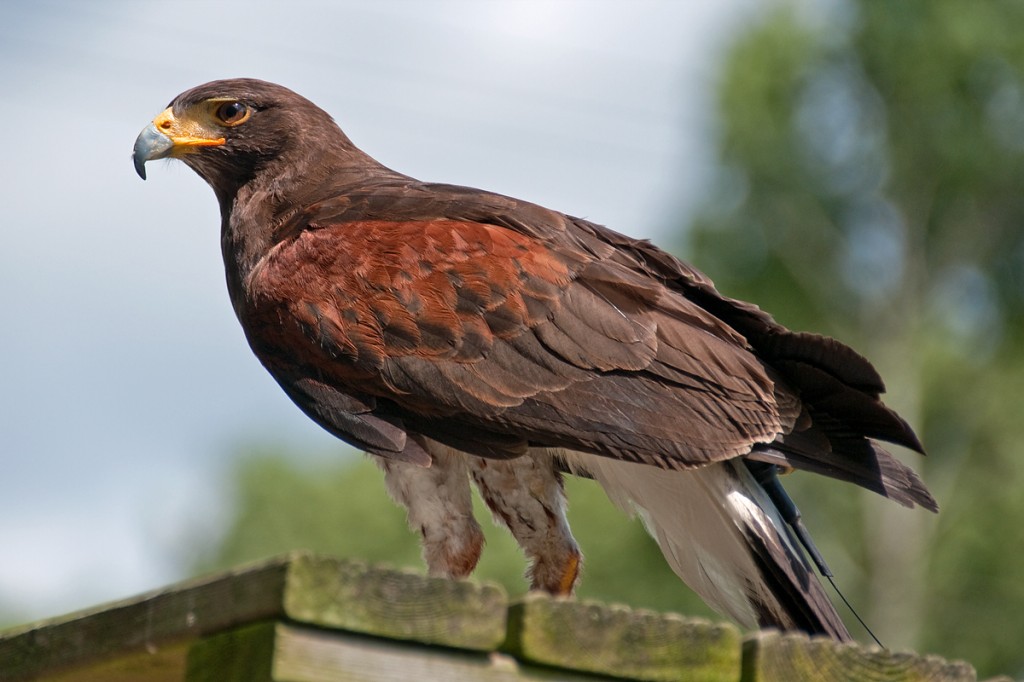 caracteristicas do gaviao-de-asa-telha