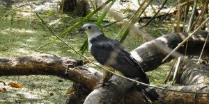 características do gaviao-de-cabeca-cinza