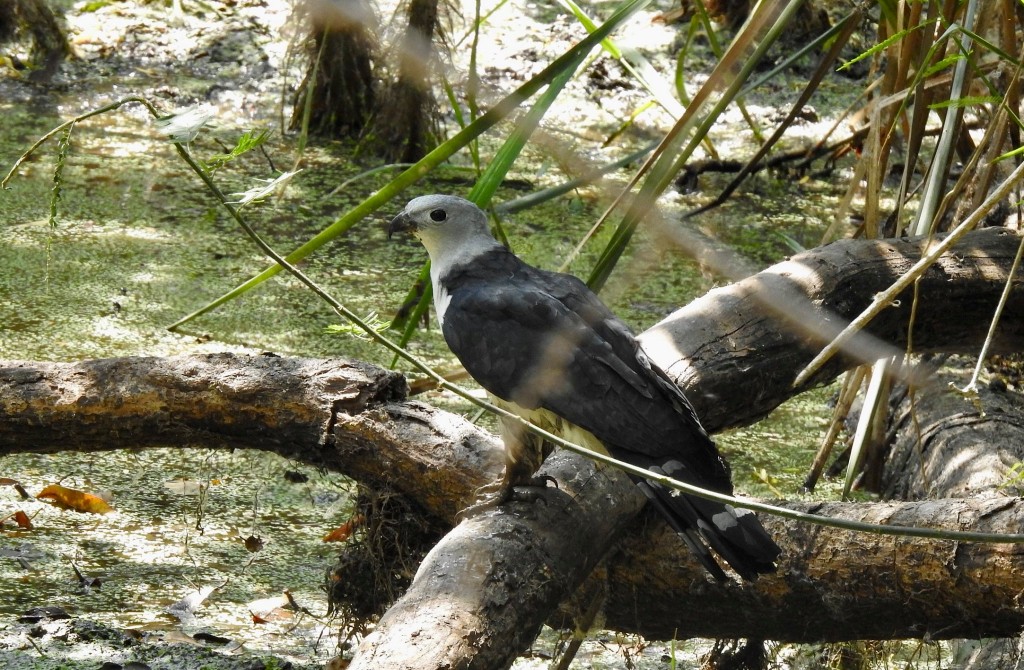 características do gaviao-de-cabeca-cinza