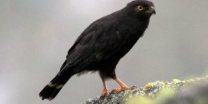 caracteristicas do gaviao-de-sobre-branco