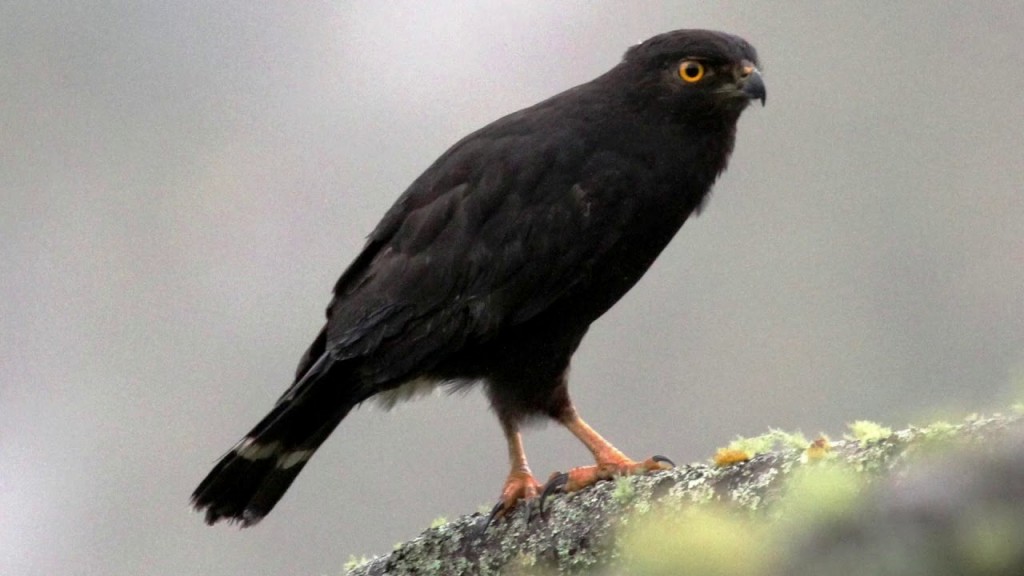 caracteristicas do gaviao-de-sobre-branco