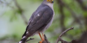 características do gaviao-miudinho