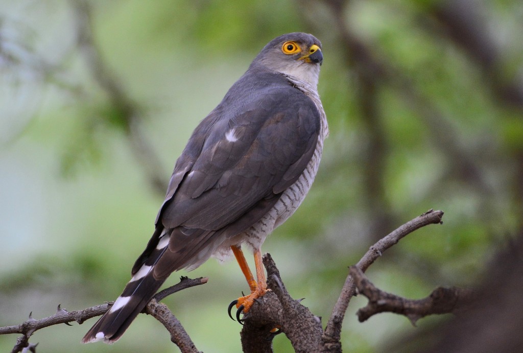 características do gaviao-miudinho