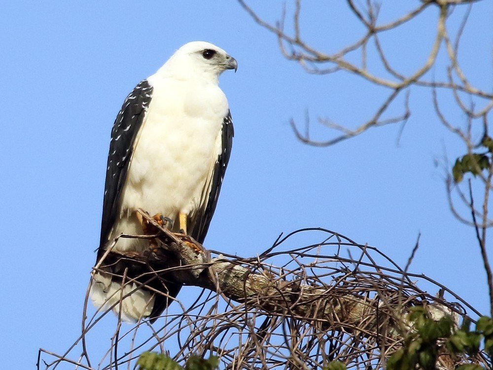 características do gaviao-pombo-grande