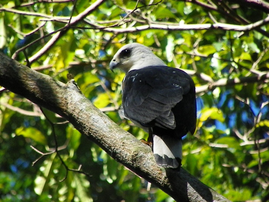 características do gaviao-pombo-pequeno